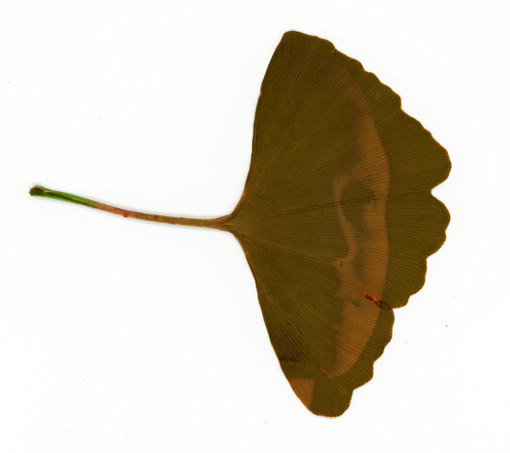 A photograph of a ginkgo leaf that has had a portrait photo printed onto it
